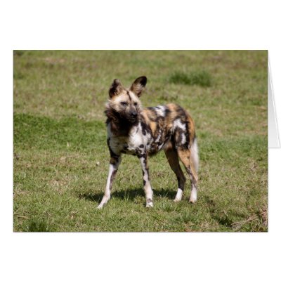African Wild Dog 015 Card by NatureByDesign