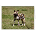 African Wild Dog 015 Card
