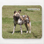 african-wild-dog-015 mousepad