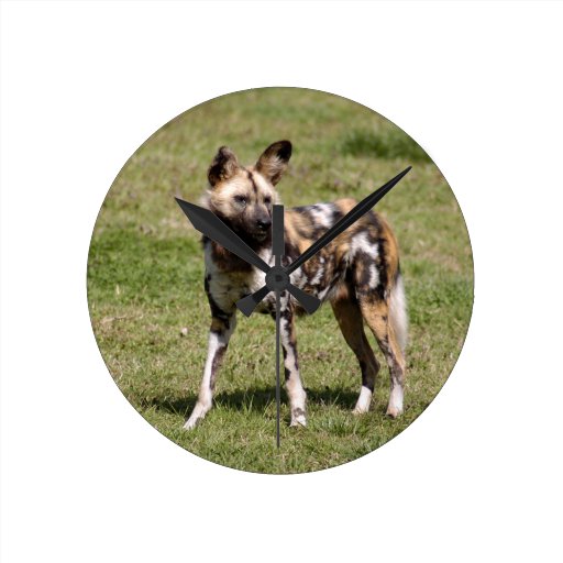 african-wild-dog-015 round wall clock