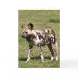 african-wild-dog-016 greeting cards