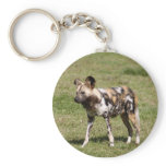 african-wild-dog-016 keychains