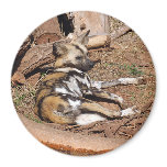 african-wild-dog-017 fridge magnets