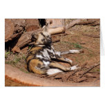 African Wild Dog 018 Card