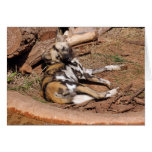 African Wild Dog 019 Card
