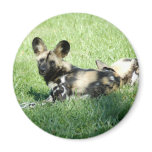 african wild dog_10x10 fridge magnets