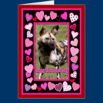 African Wild Dog cards