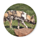 African Wild Dog Magnet