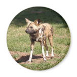 African Wild Dog Magnet