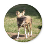 African Wild Dog Magnet