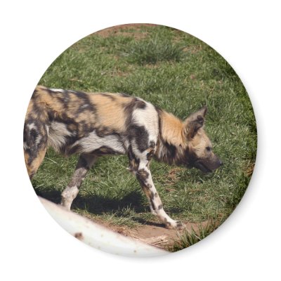 African Wild Dog Magnet by LaWannaMitchell