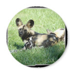 African Wild Dog Magnets