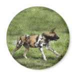 African Wild Dog Magnet