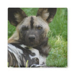 African Wild Dog Magnet