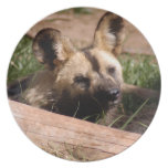 African Wild Dog Party Plates