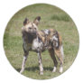 African Wild Dog Plates