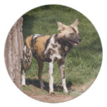 African Wild Dog Plate
