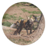 African Wild Dog Dinner Plates