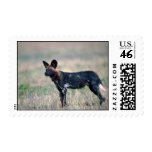 African Wild Dog Postage Stamps