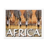 AFRICAN ZEBRA - (Mojisola Onifade) Post Card