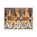 AFRICAN ZEBRA - (Mojisola Onifade) postcards by adeolagbadamosi AFRICAN ZEBRA - (Mojisola Onifade) postcards