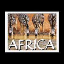 AFRICAN ZEBRA - (Mojisola Onifade) postcards