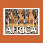 AFRICAN ZEBRA - (Mojisola Onifade) postcards