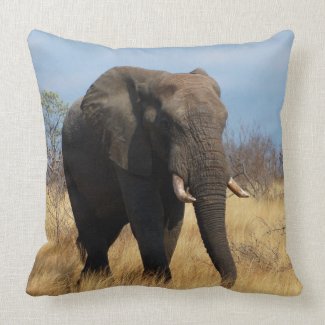 Africian Elephant