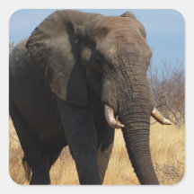 Africian Elephant Square Sticker