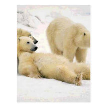 After Dinner Bear Post Cards