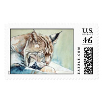 AFter Dinner Washup - Cougar postage