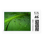 After rain postage stamp