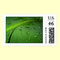After rain postage