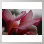After Rain posters