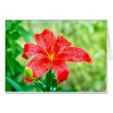 After the Rain cards