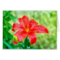 After the Rain cards