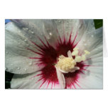 After the Rain Greeting Card