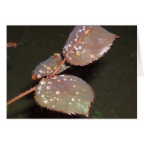 After the rain cards by vanias After the rain cards