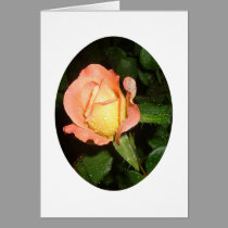 "After the Rain" cards by wksimages "After the Rain" cards