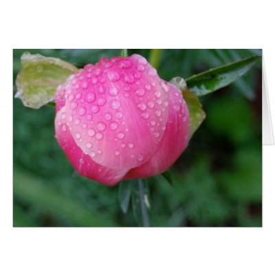 After the rain greeting cards by isouz59