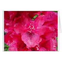 After the rain cards