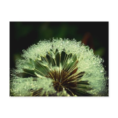 After the rain - Dandelion with droplets Postcards by Rainmountain