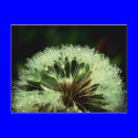 After the rain - Dandelion with droplets postcards