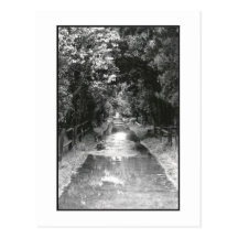 'After the Rain' Fire Island Postcard