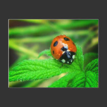 After the rain - Ladybug with droplets postcards