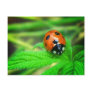 After the rain - Ladybug with droplets Postcard