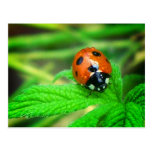 After the rain - Ladybug with droplets Postcard