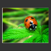 After the rain - Ladybug with droplets postcards