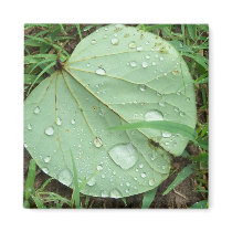After the rain Magnet