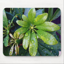 After the Rain mousepads